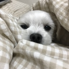김진희