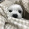 김진희