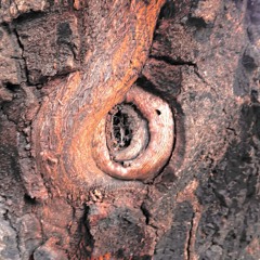 de terra fria