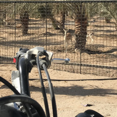 الهـاشمي