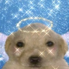 heaven dog