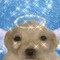 heaven dog