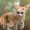 fennec fox _lover