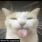 seppdroid