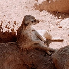 THE mongoose