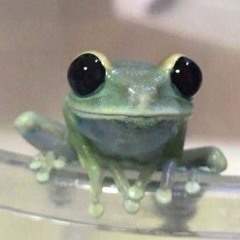 Frogboi