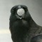 $$ Crow