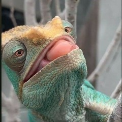 Chameleon