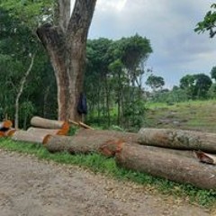 Dandang Kayuwojo