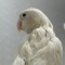 maryam_nazari_212