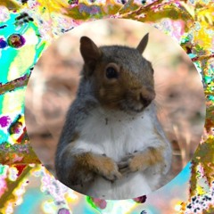 fistfight squirrel