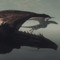 Nyx
