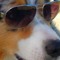 lil grosse hund