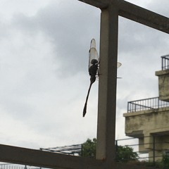 người tình mùa đông