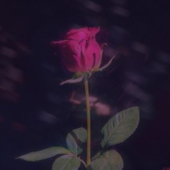 Lil RedRose