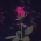 Lil RedRose