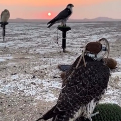 عبير