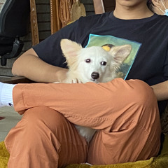 MiCO