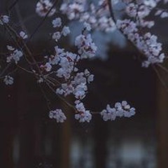 كم في يومك من قرآن أداء علي محمد زاهر إدريس⚘