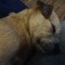 EarthDog