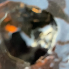 Piperious