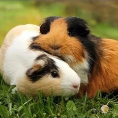 pigguinea