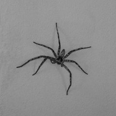 A.L.