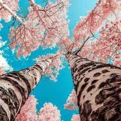 Mohamed Yakout Anwar