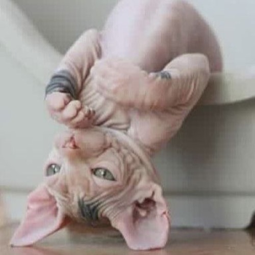 han2k15 - all the pages of your diary blow in the wind (violet Dimple) #skins