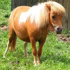 Haunted DeadPony