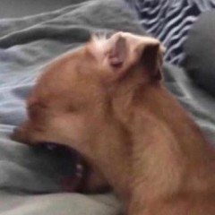 pp