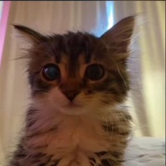 ⠀⠀ #лечусь^=҉^҉