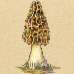 False morels