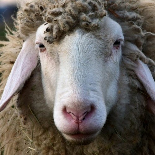 Stream Father Sheep music Listen to songs, albums, playlists for free