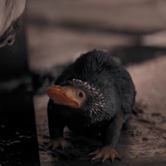 Zane