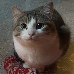 bibolo