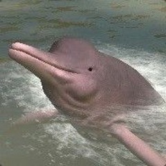 SeeSoftware