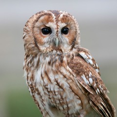 The Age of Extinction | The Guardian