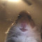 HAMSTER