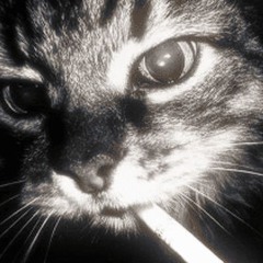 ynic
