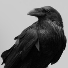 Awake Raven