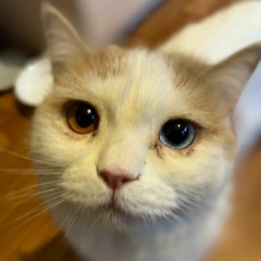 Mr.nice