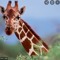 giraffe fan101