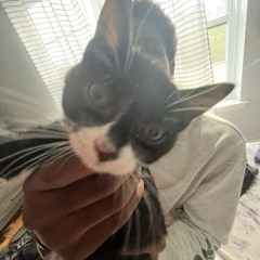 tahinib