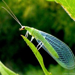 The Green Lacewing