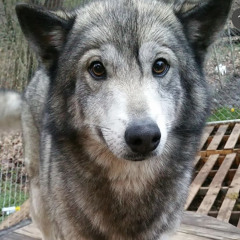 wolp