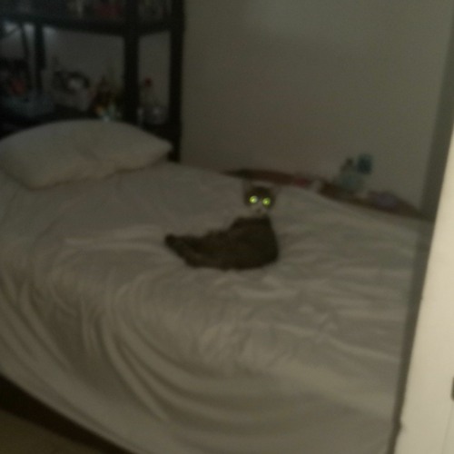 cat on the bed’s avatar