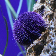 urchin-P