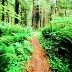 ВечноЗелёноеУтро