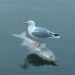 PanchoLUL(jesus marquez)